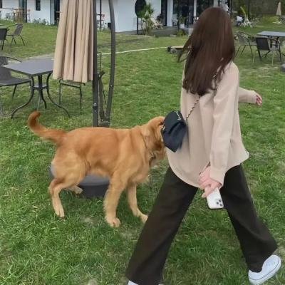 精灵宝可梦:大家的故事